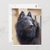 Belgischer Schafhund Postkarte (Vorne/Hinten)