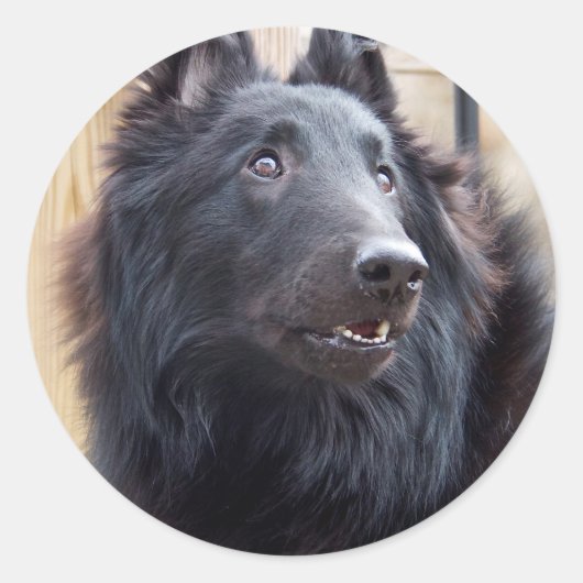 Belgischer Schafhund Runder Aufkleber (Vorderseite)