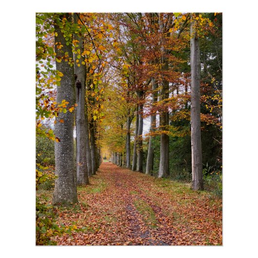 Belgischer Wald in der Herbstsaison Reise Poster (Vorderseite)