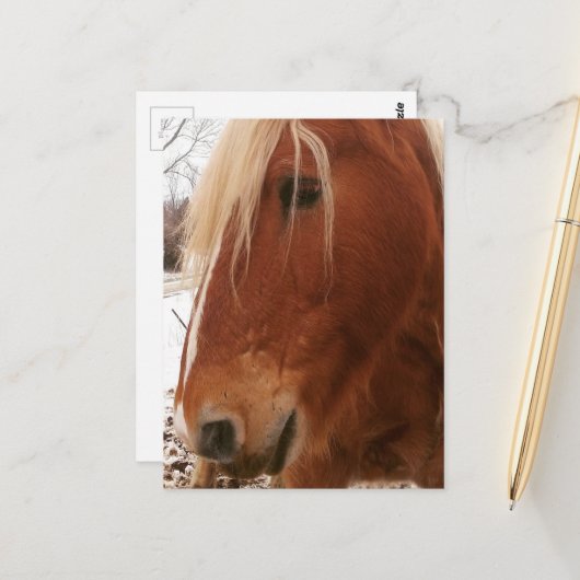 Belgischer Wallach Postkarte (Vorderseite/Rückseite Beispiel)