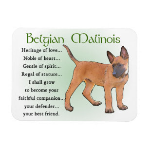 Belgisches Malinois-Erbe der Liebe Magnet