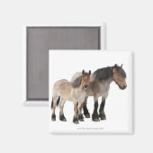 Belgisches Pferd Magnet (Vorderseite/Rückseite)