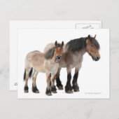 Belgisches Pferd Postkarte (Vorne/Hinten)