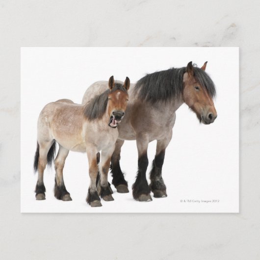Belgisches Pferd Postkarte (Vorderseite)