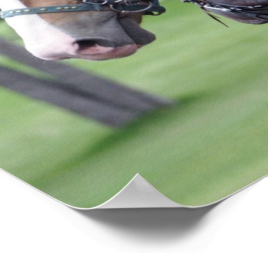 Belgisches Pferdeteam Poster (Ecke)