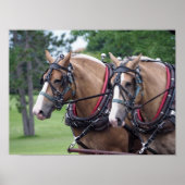 Belgisches Pferdeteam Poster (Vorne)