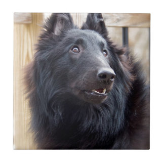 Belgisches Schäferhund Fliese