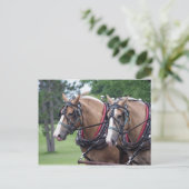 belgisches Team für Pferde Postkarte (Stehend Vorderseite)