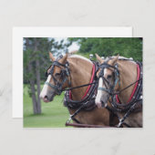 belgisches Team für Pferde Postkarte (Vorne/Hinten)