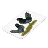 Belgisches Watermaal Bantams Magnet (Linke Seite)