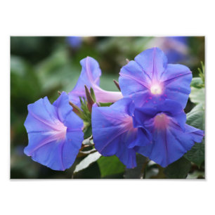 Belichtete blaue Winden-Wildblumen Fotodruck