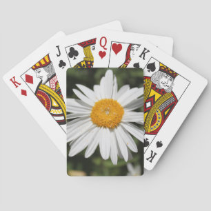 beliebte Blume, hübsche wilde weiße Margerite Foto Spielkarten