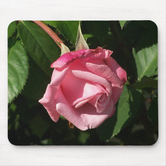 Belinda rosa TraumRose Mousepad (Vorne)