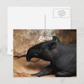Belize Baird's Tapir Postkarte (Vorne/Hinten)