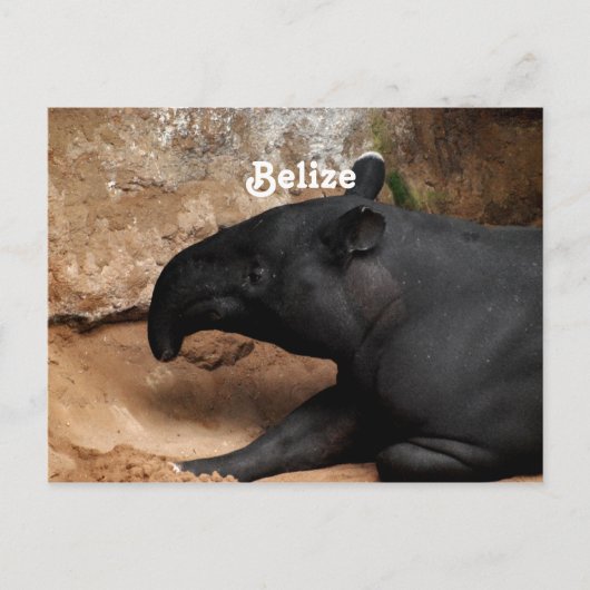 Belize Baird's Tapir Postkarte (Vorderseite)