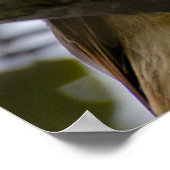 Belize Bird, Funny Brown Roadside Hawk Poster (Ecke)