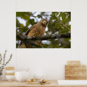 Belize Bird, Funny Brown Roadside Hawk Poster (Küche)