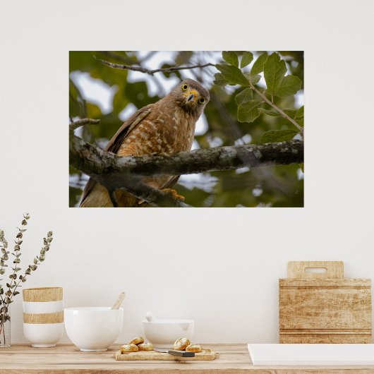 Belize Bird, Funny Brown Roadside Hawk Poster (Küche)