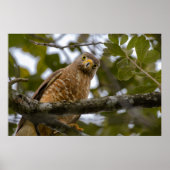 Belize Bird, Funny Brown Roadside Hawk Poster (Vorne)