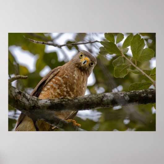 Belize Bird, Funny Brown Roadside Hawk Poster (Vorne)