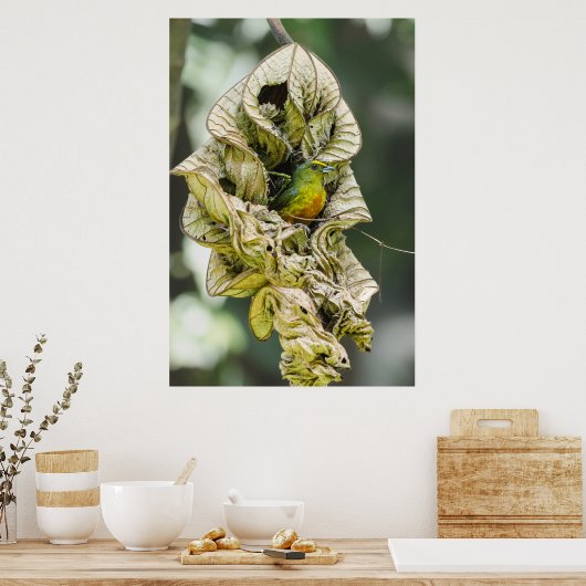 Belize Bird, grünes Olivenöl Poster (Küche)