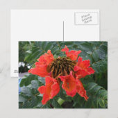 Belize-Blume Postkarte (Vorne/Hinten)
