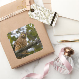 Belize Brown Roadside Hawk Bird Fotografie Quadratischer Aufkleber