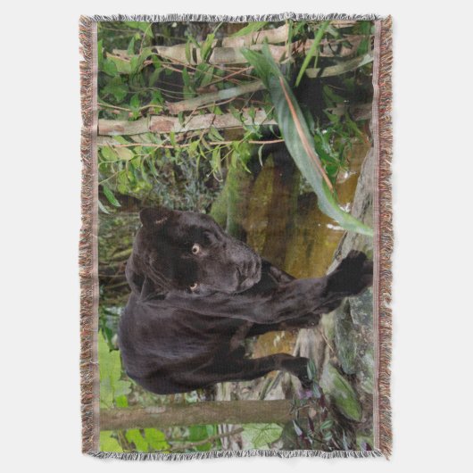 Belize City Zoo. Schwarzer Panther Decke (Vorderseite Vertikal)