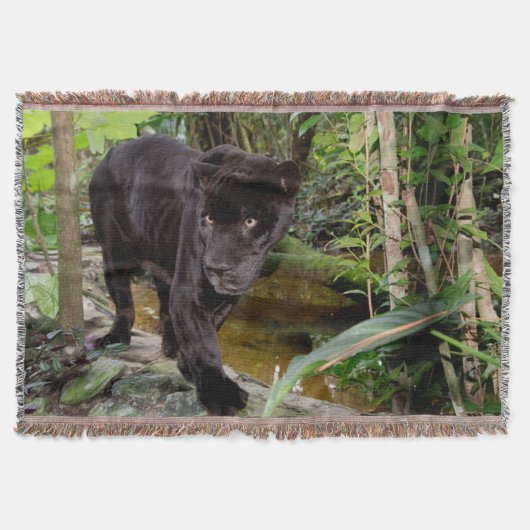 Belize City Zoo. Schwarzer Panther Decke (Vorderseite)