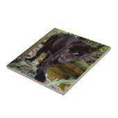 Belize City Zoo. Schwarzer Panther Fliese (Seite)