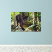 Belize City Zoo. Schwarzer Panther Leinwanddruck (Insitu (Holzboden))