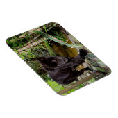 Belize City Zoo. Schwarzer Panther Magnet (Rechte Seite)