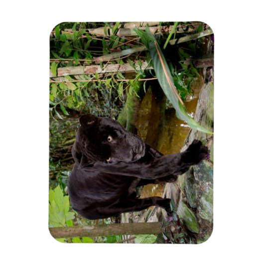 Belize City Zoo. Schwarzer Panther Magnet (Vertikal)