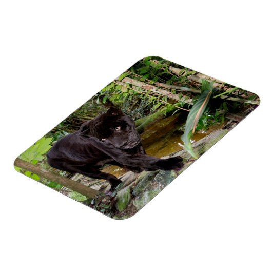 Belize City Zoo. Schwarzer Panther Magnet (Linke Seite)