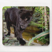 Belize City Zoo. Schwarzer Panther Mousepad (Vorne)