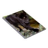 Belize City Zoo. Schwarzer Panther Notizblock (Rechte Seite)