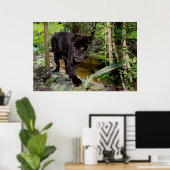 Belize City Zoo. Schwarzer Panther Poster (Heimbüro)