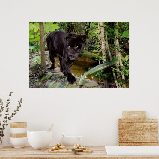 Belize City Zoo. Schwarzer Panther Poster (Küche)