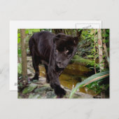 Belize City Zoo. Schwarzer Panther Postkarte (Vorne/Hinten)