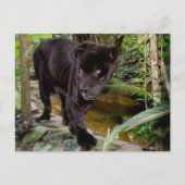 Belize City Zoo. Schwarzer Panther Postkarte (Vorderseite)