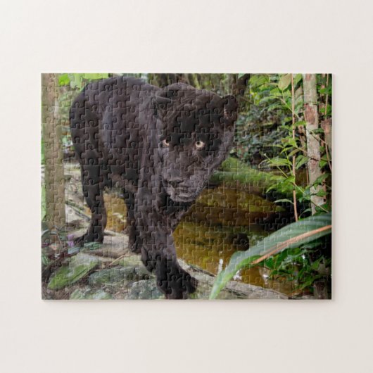 Belize City Zoo. Schwarzer Panther Puzzle (Horizontal)