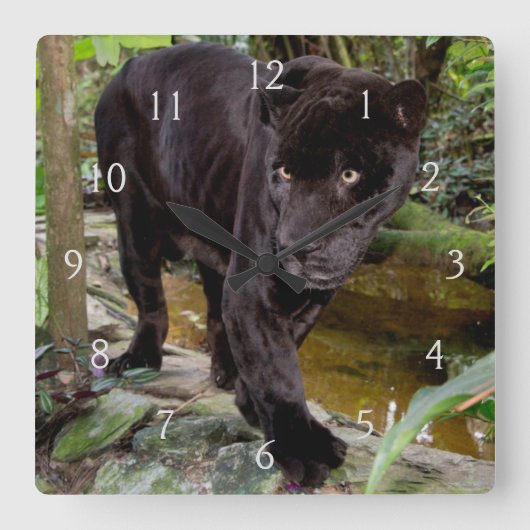 Belize City Zoo. Schwarzer Panther Quadratische Wanduhr (Vorderseite)