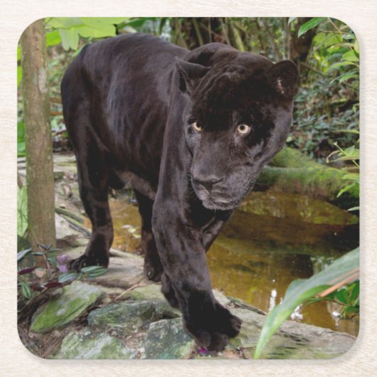 Belize City Zoo. Schwarzer Panther Rechteckiger Pappuntersetzer (Vorderseite)