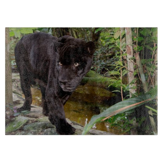 Belize City Zoo. Schwarzer Panther Schneidebrett (Vorderseite)