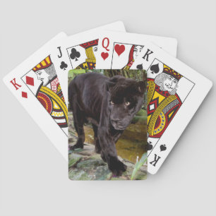 Belize City Zoo. Schwarzer Panther Spielkarten