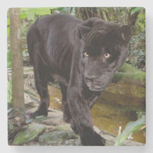 Belize City Zoo. Schwarzer Panther Steinuntersetzer