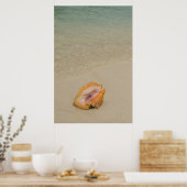 Belize, Karibik, Glover's Reef. Conch Poster (Küche)