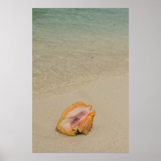 Belize, Karibik, Glover's Reef. Conch Poster (Vorne)