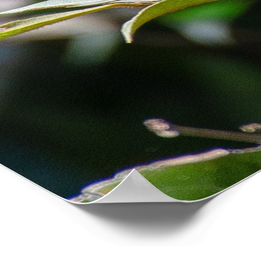 Belize Lizard, Friedlich Orange Iguana Poster (Ecke)