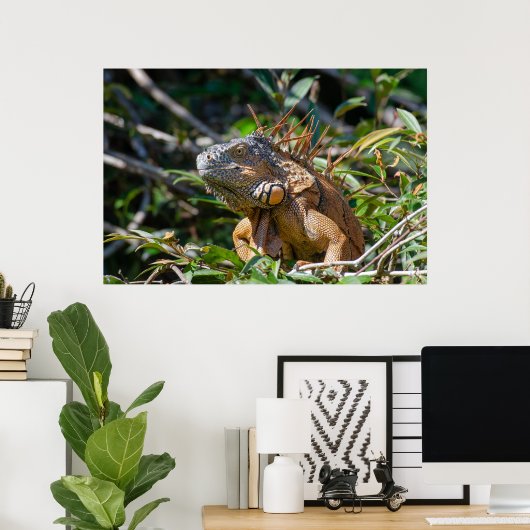 Belize Lizard, Friedlich Orange Iguana Poster (Heimbüro)